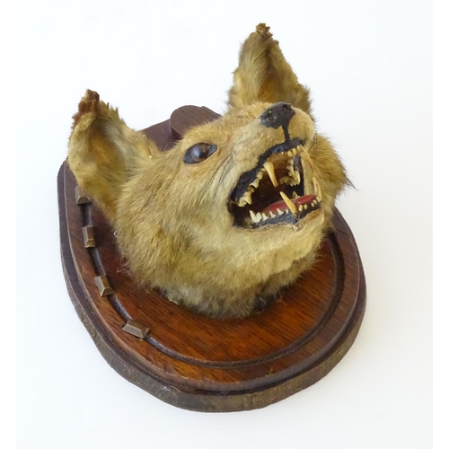 61 - Taxidermy: an early 20thC mount of a Fox (Vulpes Vulpes) mask and brush, affixed to an oak plinth fo... 