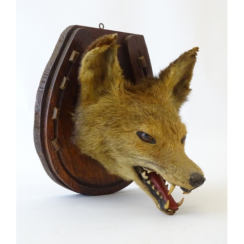 61 - Taxidermy: an early 20thC mount of a Fox (Vulpes Vulpes) mask and brush, affixed to an oak plinth fo... 