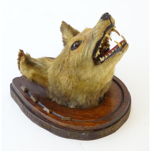 61 - Taxidermy: an early 20thC mount of a Fox (Vulpes Vulpes) mask and brush, affixed to an oak plinth fo... 