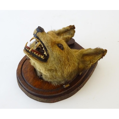 61 - Taxidermy: an early 20thC mount of a Fox (Vulpes Vulpes) mask and brush, affixed to an oak plinth fo... 
