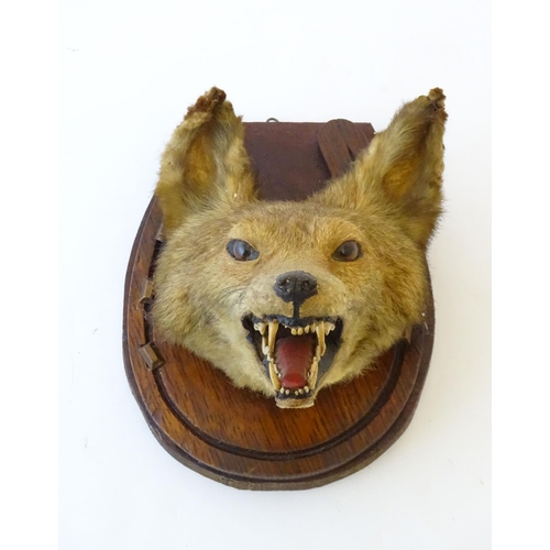 61 - Taxidermy: an early 20thC mount of a Fox (Vulpes Vulpes) mask and brush, affixed to an oak plinth fo... 