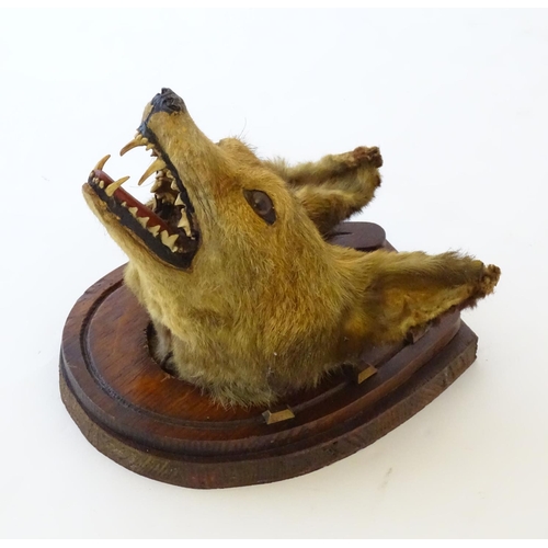61 - Taxidermy: an early 20thC mount of a Fox (Vulpes Vulpes) mask and brush, affixed to an oak plinth fo... 