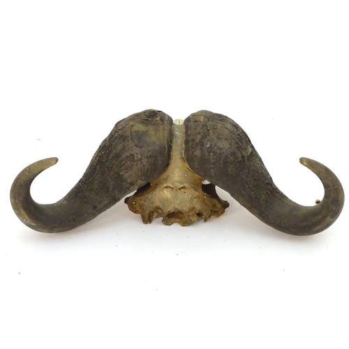 63 - Taxidermy: a skull and horn mount of a Cape Buffalo (Syncerus Caffer), 32