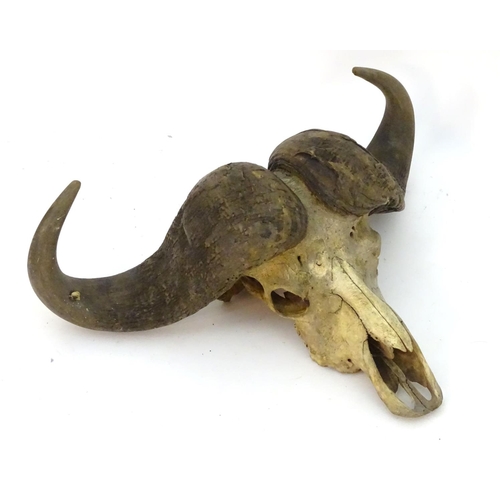 63 - Taxidermy: a skull and horn mount of a Cape Buffalo (Syncerus Caffer), 32