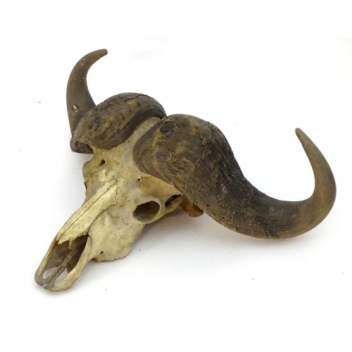 63 - Taxidermy: a skull and horn mount of a Cape Buffalo (Syncerus Caffer), 32