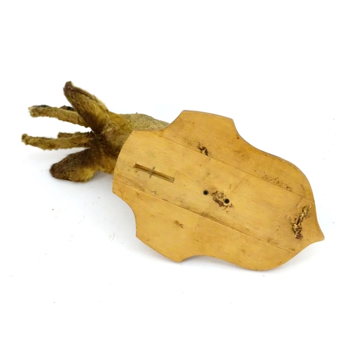 71 - Taxidermy: a mid-20thC Continental head mount of a Roe buck, with antlers in velvet, affixed to an o... 