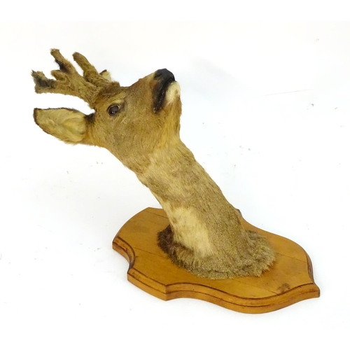 71 - Taxidermy: a mid-20thC Continental head mount of a Roe buck, with antlers in velvet, affixed to an o... 