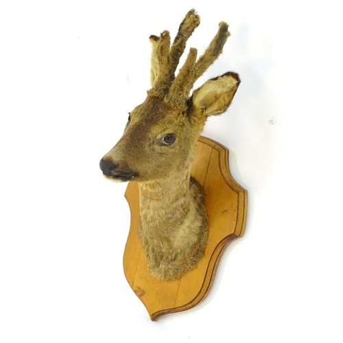 71 - Taxidermy: a mid-20thC Continental head mount of a Roe buck, with antlers in velvet, affixed to an o... 
