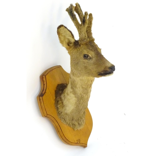 71 - Taxidermy: a mid-20thC Continental head mount of a Roe buck, with antlers in velvet, affixed to an o... 