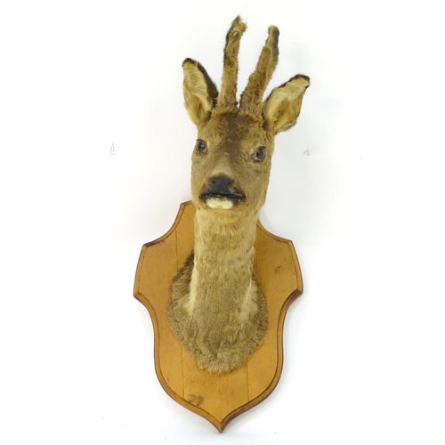 71 - Taxidermy: a mid-20thC Continental head mount of a Roe buck, with antlers in velvet, affixed to an o... 