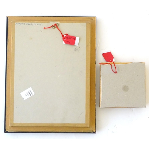 73 - Taxidermy: two shadow boxed mounts of scorpions, the largest approximately 5