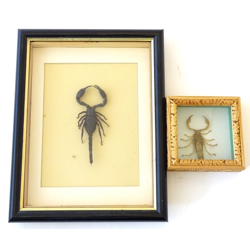73 - Taxidermy: two shadow boxed mounts of scorpions, the largest approximately 5