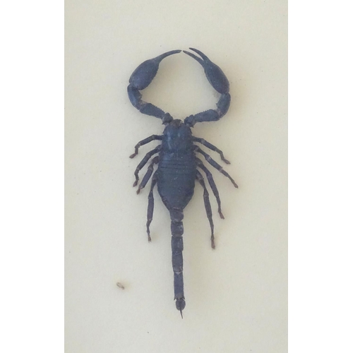 73 - Taxidermy: two shadow boxed mounts of scorpions, the largest approximately 5