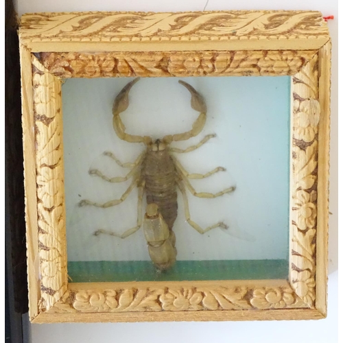 73 - Taxidermy: two shadow boxed mounts of scorpions, the largest approximately 5