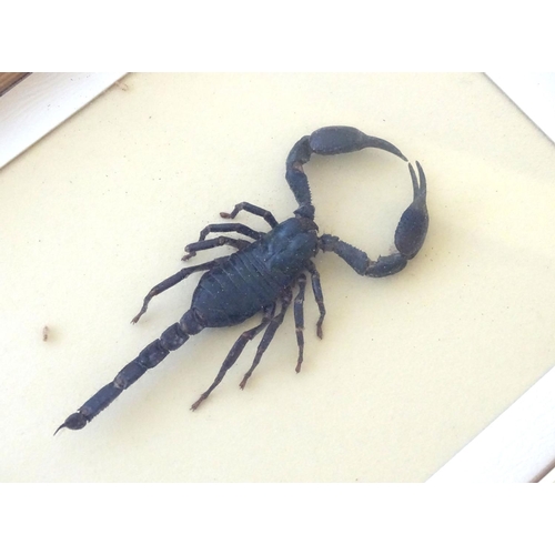 73 - Taxidermy: two shadow boxed mounts of scorpions, the largest approximately 5