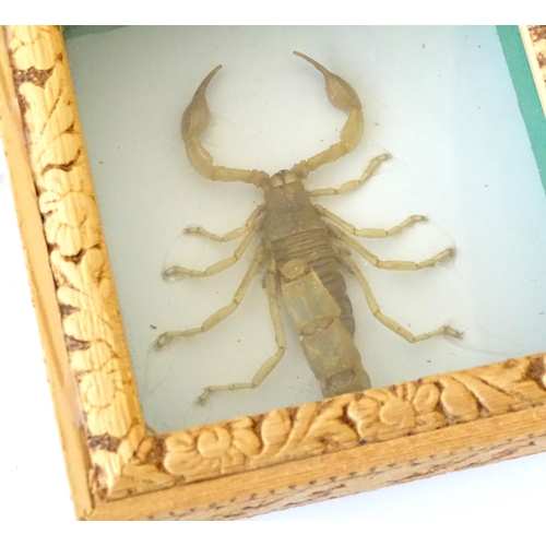 73 - Taxidermy: two shadow boxed mounts of scorpions, the largest approximately 5