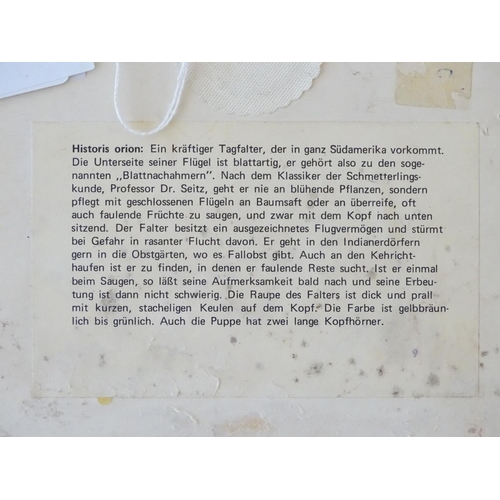 74 - Taxidermy: a shadow boxed mount of a large butterfly, approximately 3 12/