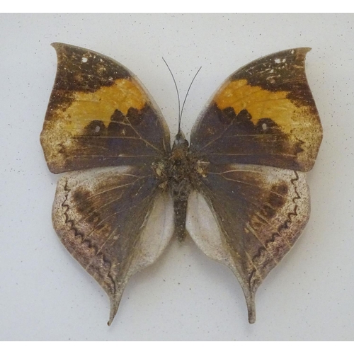 74 - Taxidermy: a shadow boxed mount of a large butterfly, approximately 3 12/