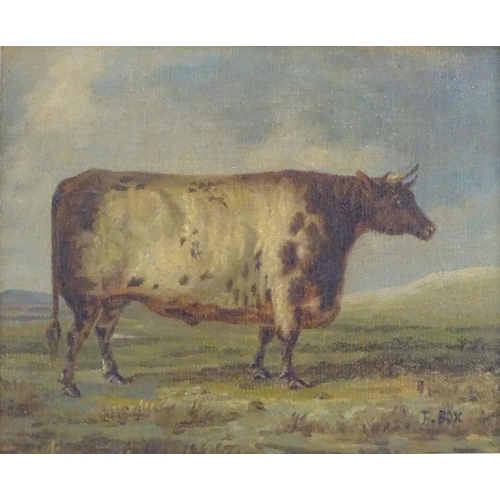 131 - J Box, XX, Oil on canvas laid on board, A portrait of a prize bull in a landscape. Signed lower righ... 
