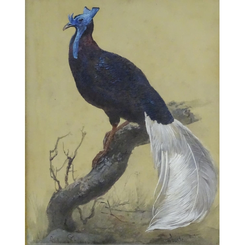 154 - XIX, Ornithological School, Watercolour and gouache, A still life study of a Bulwer's Pheasant on a ... 