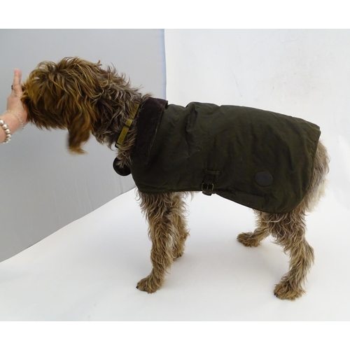 342A - A Barbour dog wax jacket / coat, size L ( Noodle the Korthals Griffon not included! )