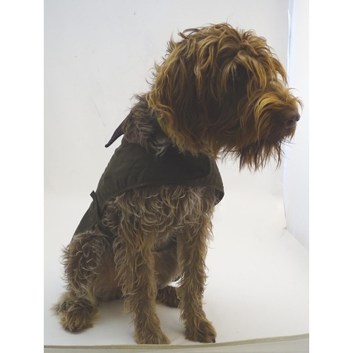 342A - A Barbour dog wax jacket / coat, size L ( Noodle the Korthals Griffon not included! )