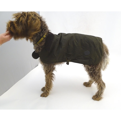 342A - A Barbour dog wax jacket / coat, size L ( Noodle the Korthals Griffon not included! )
