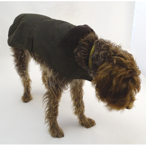 342A - A Barbour dog wax jacket / coat, size L ( Noodle the Korthals Griffon not included! )