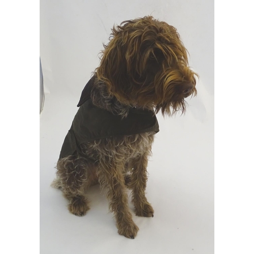 342A - A Barbour dog wax jacket / coat, size L ( Noodle the Korthals Griffon not included! )