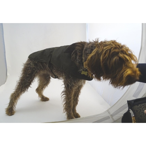 342A - A Barbour dog wax jacket / coat, size L ( Noodle the Korthals Griffon not included! )