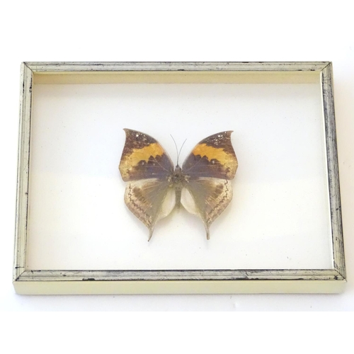 74 - Taxidermy: a shadow boxed mount of a large butterfly, approximately 3 12/