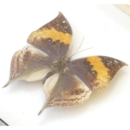 74 - Taxidermy: a shadow boxed mount of a large butterfly, approximately 3 12/