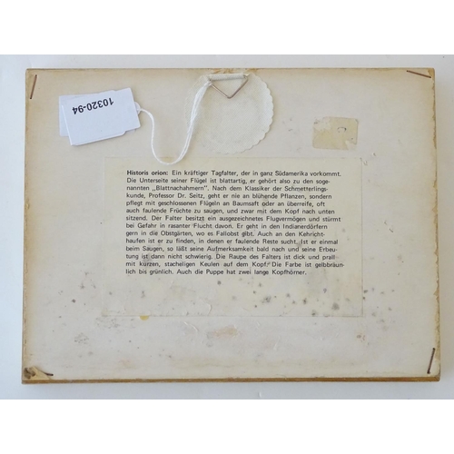 74 - Taxidermy: a shadow boxed mount of a large butterfly, approximately 3 12/