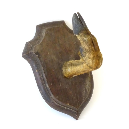 76 - Taxidermy: a mounted red deer hoof formed as a hanger, affixed to an oak shield, approximately 11 1/... 