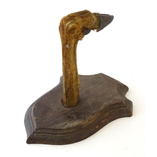 76 - Taxidermy: a mounted red deer hoof formed as a hanger, affixed to an oak shield, approximately 11 1/... 