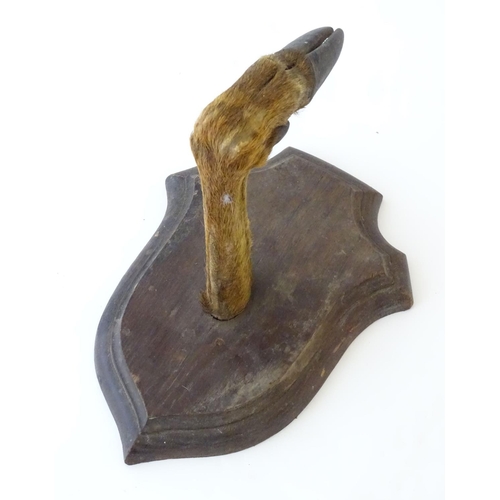 76 - Taxidermy: a mounted red deer hoof formed as a hanger, affixed to an oak shield, approximately 11 1/... 