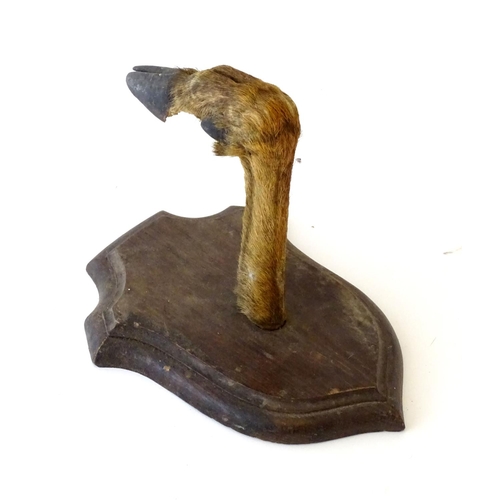 76 - Taxidermy: a mounted red deer hoof formed as a hanger, affixed to an oak shield, approximately 11 1/... 