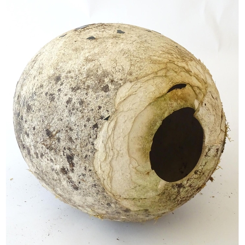 77 - A novelty, oversize ornithological display/film prop model egg, ceramic, 14 1/2