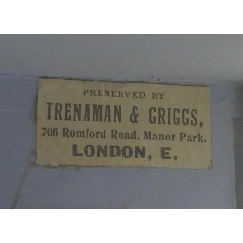 66 - Taxidermy: Trenaman & Griggs, London, successor to J Cooper & Sons: an early 20thC mount of a Common... 