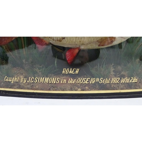 66 - Taxidermy: Trenaman & Griggs, London, successor to J Cooper & Sons: an early 20thC mount of a Common... 