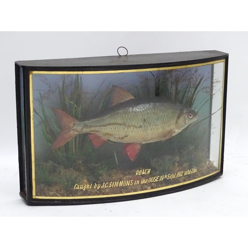 66 - Taxidermy: Trenaman & Griggs, London, successor to J Cooper & Sons: an early 20thC mount of a Common... 