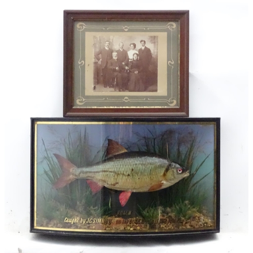 66 - Taxidermy: Trenaman & Griggs, London, successor to J Cooper & Sons: an early 20thC mount of a Common... 