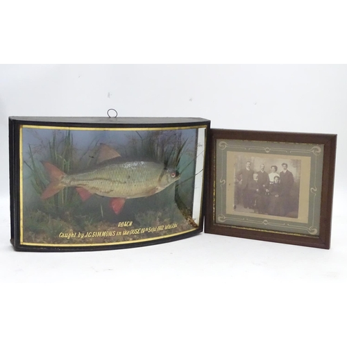 66 - Taxidermy: Trenaman & Griggs, London, successor to J Cooper & Sons: an early 20thC mount of a Common... 