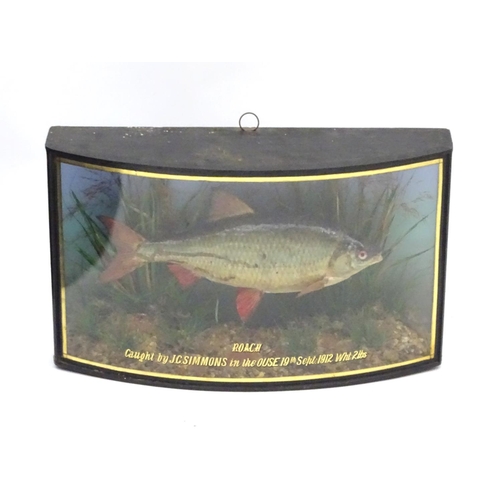 66 - Taxidermy: Trenaman & Griggs, London, successor to J Cooper & Sons: an early 20thC mount of a Common... 