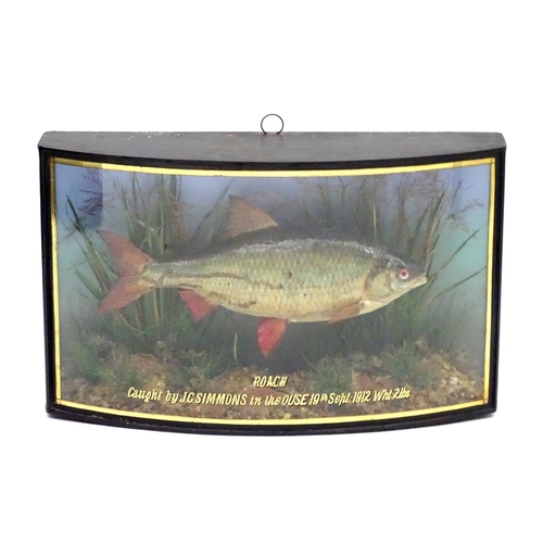 66 - Taxidermy: Trenaman & Griggs, London, successor to J Cooper & Sons: an early 20thC mount of a Common... 