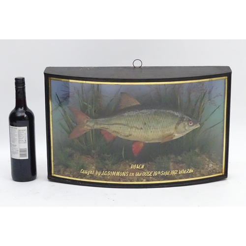 66 - Taxidermy: Trenaman & Griggs, London, successor to J Cooper & Sons: an early 20thC mount of a Common... 