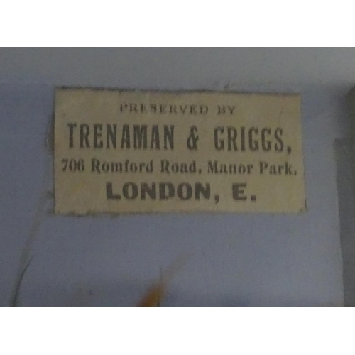 66 - Taxidermy: Trenaman & Griggs, London, successor to J Cooper & Sons: an early 20thC mount of a Common... 