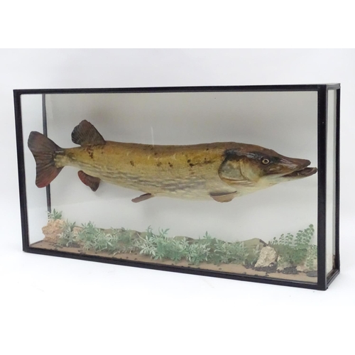 1019 - Taxidermy : A large early 20thC cased mount of a Pike (Esox Lucius). The case interior with later na... 