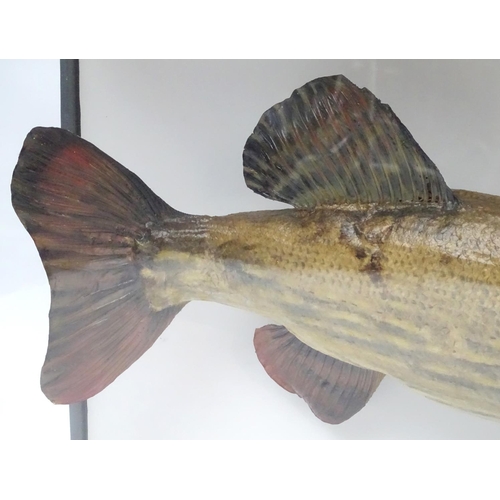 1019 - Taxidermy : A large early 20thC cased mount of a Pike (Esox Lucius). The case interior with later na... 