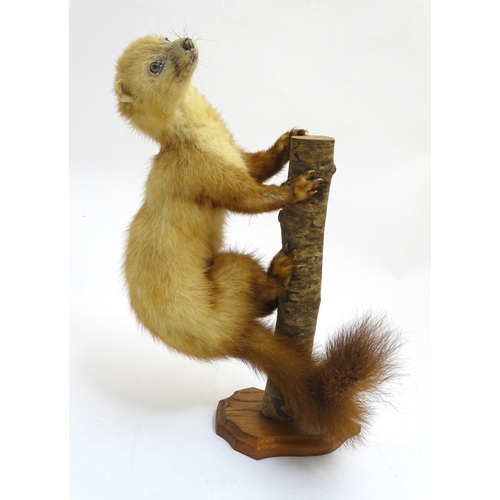 1028 - Taxidermy : a 19thC mount of a leucistic Pine Marten (Martes martes), posed upon a branch an affixed... 